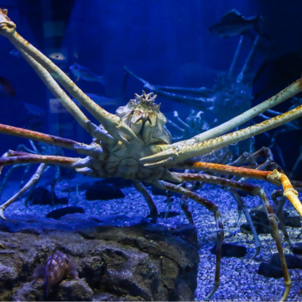 singapore aquarium